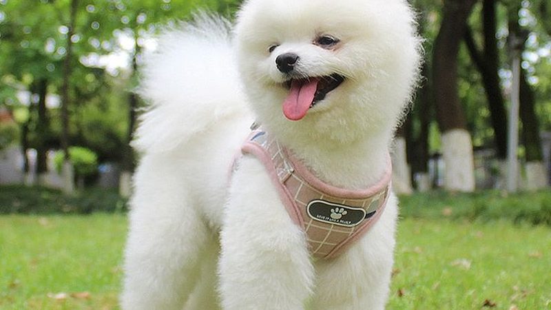 风冷模块与两联供：优缺点对比解析